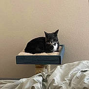 Billy Jean joined the competition — help win amazing prizes! animal, bed, bedroom, blanket, cat, cat_tree, cozy, fur, furniture, indoor, paws, perch, pet, platform, plush, portrait, resting, tuxedo_cat, wall, whiskers