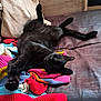 black_cat, cat, sleeping, couch, colorful_sweater, striped_sweater, relaxed, pet, indoor, feline, cozy, fur, paw, whiskers, resting, domestic_animal, animal, soft_texture, casual, napping