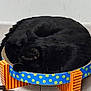cat, black_cat, sleeping, curled_up, pet_bed, colorful, polka_dots, striped, floor, indoor, cozy, resting, animal, feline, cute, domestic_cat, quiet, relaxed, fur, compact