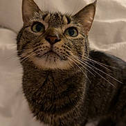 Dolce is registered to the contest to win money with this photo: cat, tabby, pet, animal, whiskers, fur, ears, eyes, indoor, bed, blanket, curious, looking_up, closeup, mammal, cute, feline, domestic_animal, portrait, cozy
