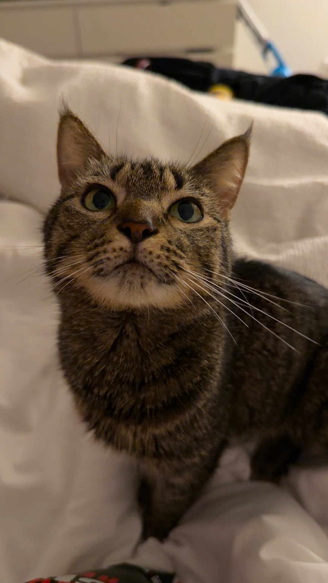 Dolce is registered to the contest to win money with this photo: cat, tabby, pet, animal, whiskers, fur, ears, eyes, indoor, bed, blanket, curious, looking_up, closeup, mammal, cute, feline, domestic_animal, portrait, cozy