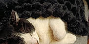 Pitty a rejoint le concours — aidez-le/la à gagner de superbes lots ! cat, sleeping, black_and_white, blanket, cozy, fur, indoor, resting, cushion, soft, pet, animal, relaxing, closeup, comfort, feline, whiskers, nap, bed, warm