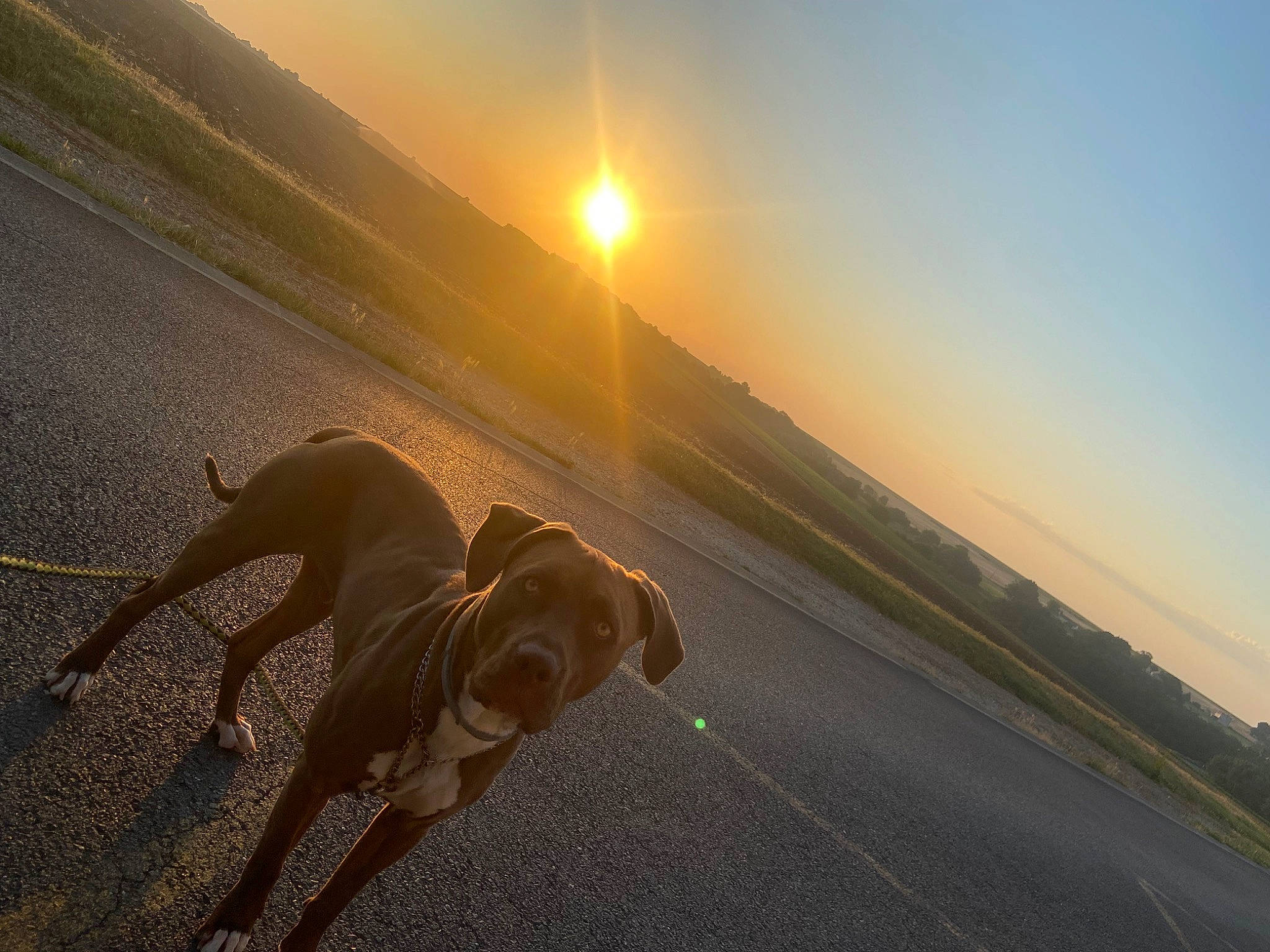 Prada participe au concours pour gagner de l'argent avec cette photo : afterglow, astronomical_object, beach, body_of_water, calm, carnivore, cloud, dog, dusk, happy, heat, horizon, landscape, lens_flare, light, sky, sunlight, sunrise, sunset, water