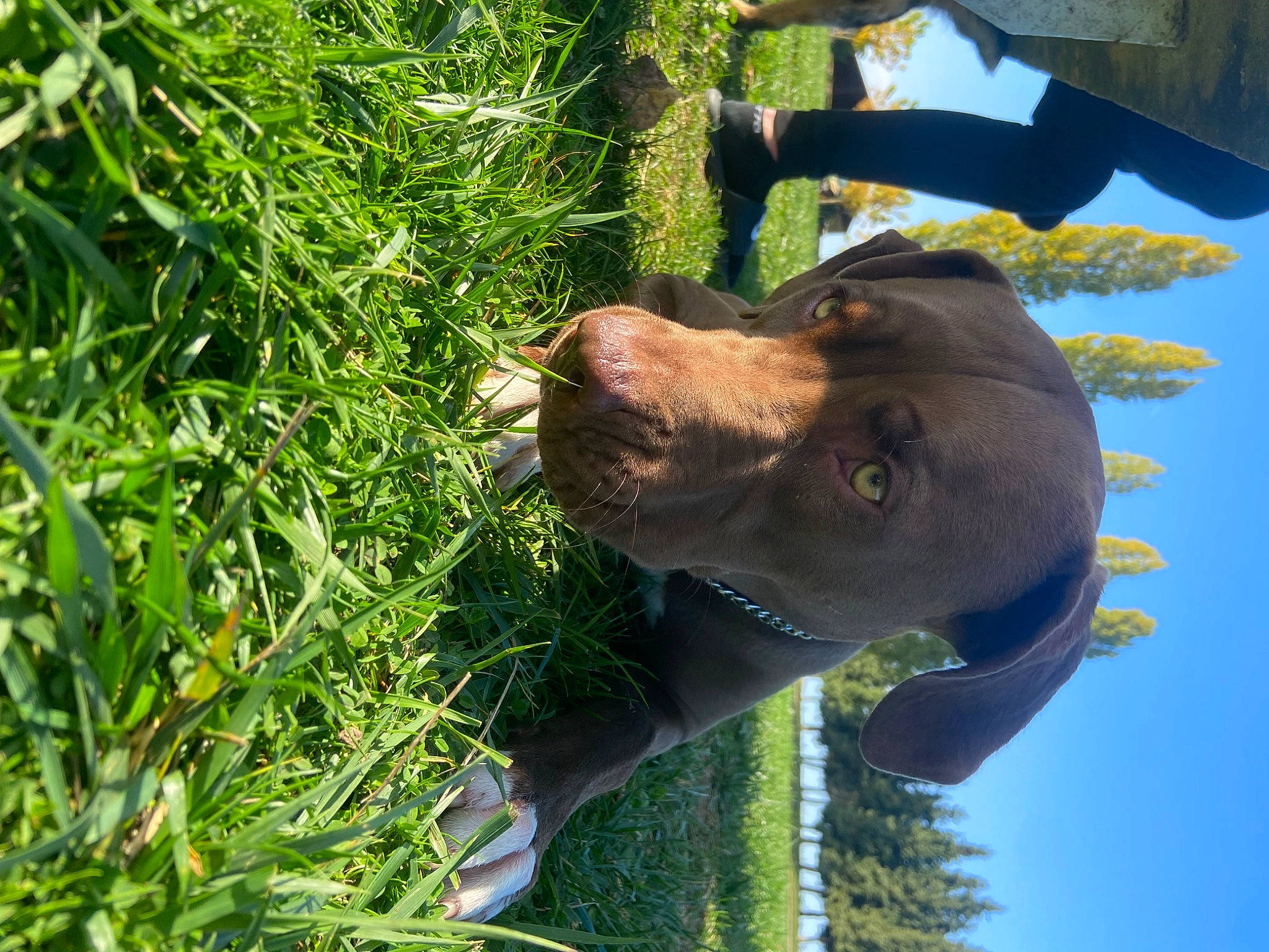 Prada a rejoint le concours — aidez-le/la à gagner de superbes lots ! adventure, biting, canidae, carnivore, collar, dog, dog_breed, dog_collar, fawn, grass, gun_dog, liver, plant, recreation, snout, sporting_group, terrestrial_animal, tree, water, working_animal