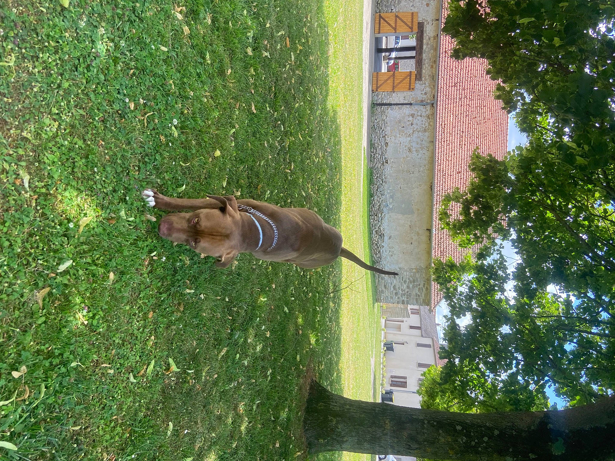 Prada a rejoint le concours — aidez-le/la à gagner de superbes lots ! building, canidae, fawn, felidae, grass, groundcover, plant, plant_stem, shade, shadow, squirrel, tail, terrestrial_animal, tints_and_shades, tree, trunk, twig, wildlife, window, wood