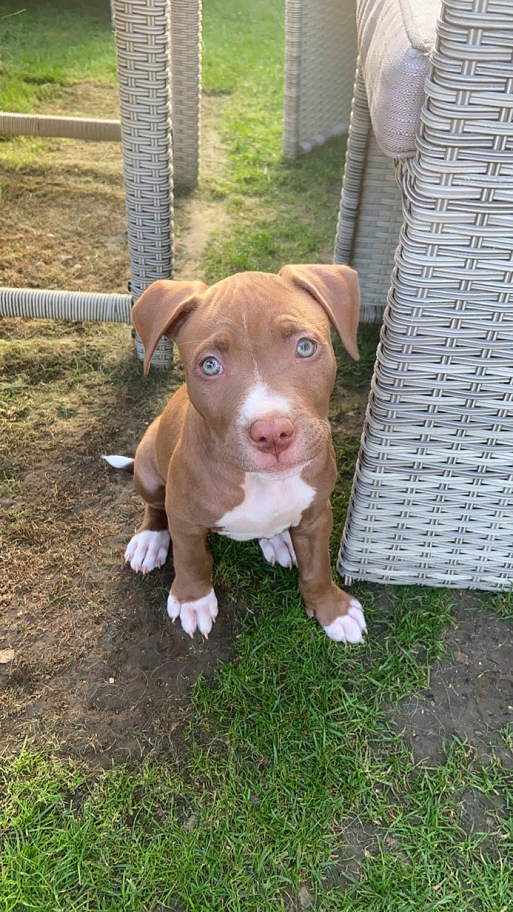 Nalla participe au concours pour gagner de l'argent avec cette photo : canidae, carnivore, companion_dog, dog, dog_breed, dog_supply, fawn, fence, grass, home_fencing, liver, non_sporting_group, pet_supply, plant, snout, sporting_group, terrestrial_animal, wood, working_animal, working_dog