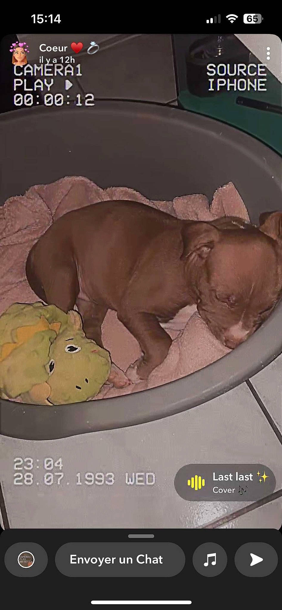 Nalla a rejoint le concours — aidez-le/la à gagner de superbes lots ! canidae, carnivore, circle, comfort, companion_dog, dog, dog_breed, dog_supply, fawn, linens, liver, mammal, nap, snout, tail, terrestrial_animal, toy, vertebrate, working_animal, wrinkle