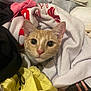 Juno is registered to the contest to win money with this photo: cat, orange_cat, curious, wide_eyes, pink_nose, clothes, laundry, fabric, pile, cozy, indoor, pet, animal, soft, folds, closeup, cute, whiskers, ears, texture