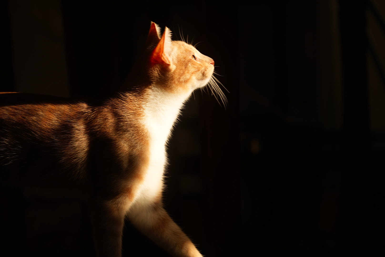 Juno joined the competition — help win amazing prizes! cat, animal, pet, feline, side_profile, whiskers, fur, sunlight, shadow, dark_background, indoor, closeup, portrait, mammal, domestic_animal, curious, soft_light, focused, profile_view, warm_tones