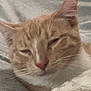 Juno joined the competition — help win amazing prizes! cat, orange_tabby, sleepy, cozy, blanket, pet, whiskers, fur, indoor, relaxed, closeup, animal, cute, soft_texture, resting, mammal, domestic_cat, face, ears, pink_nose