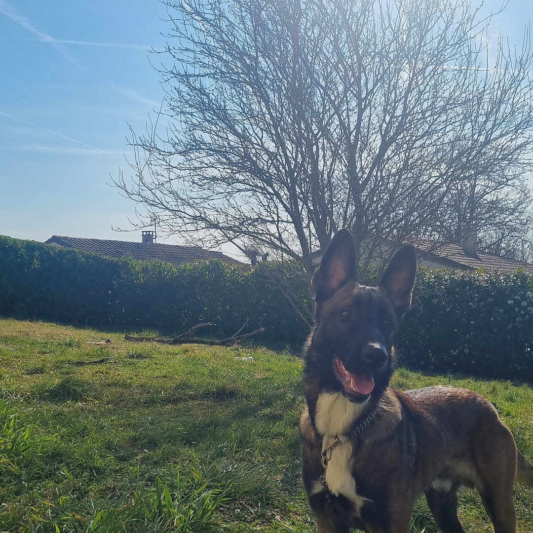 Usko a rejoint le concours — aidez-le/la à gagner de superbes lots ! animal, bulldog, canine, countryside, dog, field, frenchbulldog, germanshepherd, grass, grassland, meadow, nature, outdoors, person, pet, plant, puppy, rural, sky, sunlight
