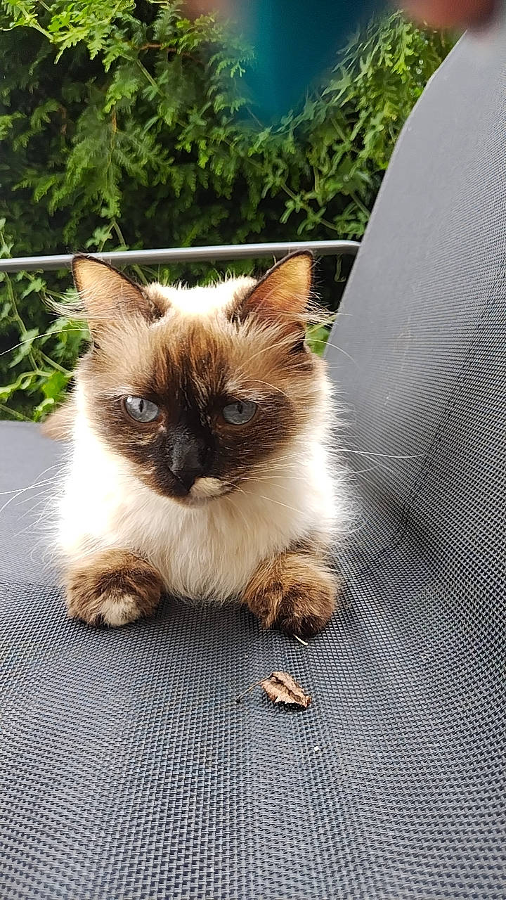 Cookies participe au concours pour gagner de l'argent avec cette photo : birman, carnivore, cat, fawn, felidae, flooring, fur, grass, plant, siamese, small_to_medium_sized_cats, tail, thai, tree, whiskers, wood