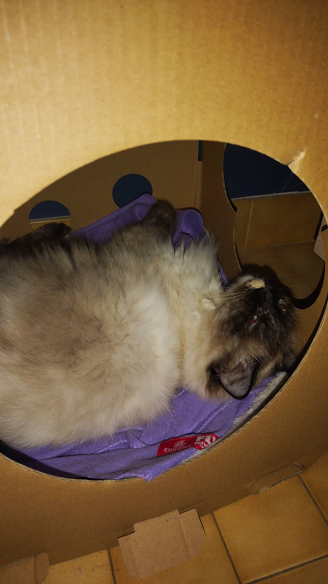 Cookies participe au concours pour gagner de l'argent avec cette photo : canidae, carnivore, cat, cat_bed, comfort, companion_dog, dog_breed, fawn, felidae, ferret, fur, nap, paw, sleep, small_to_medium_sized_cats, snout, sporting_group, tail, toy_dog, whiskers