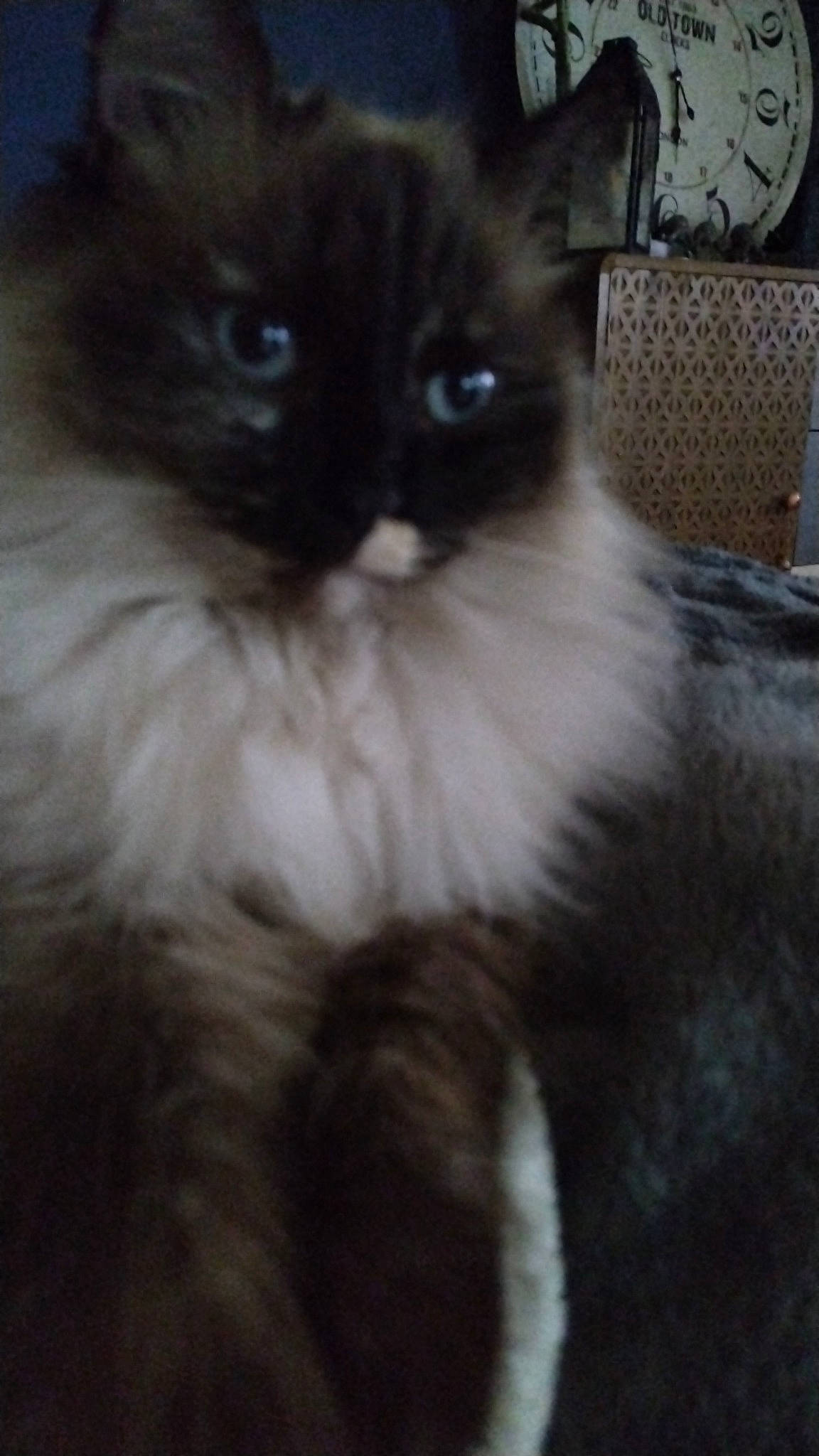 Cookies a rejoint le concours — aidez-le/la à gagner de superbes lots ! balinese, birman, carnivore, cat, claw, fawn, felidae, fur, paw, ragdoll, siamese, sitting, small_to_medium_sized_cats, snout, tail, terrestrial_animal, thai, whiskers