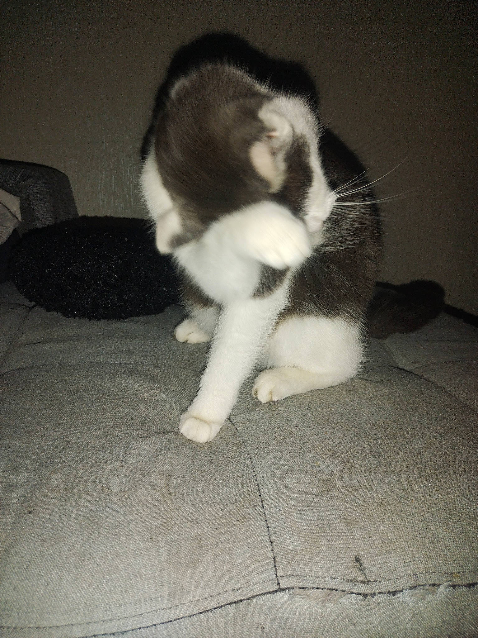 Câline participe au concours pour gagner de l'argent avec cette photo : carnivore, cat, claw, comfort, companion_dog, dog_breed, domestic_short_haired_cat, felidae, flooring, foot, fur, human_leg, paw, sitting, small_to_medium_sized_cats, snout, sporting_group, tail, terrestrial_animal, whiskers