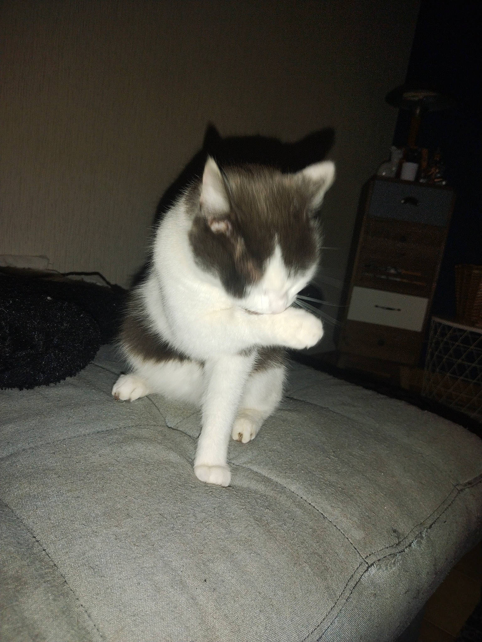 Câline a rejoint le concours — aidez-le/la à gagner de superbes lots ! box, carnivore, cat, comfort, darkness, domestic_short_haired_cat, felidae, foot, fur, human_leg, monochrome_photography, paw, room, sitting, small_to_medium_sized_cats, tail, whiskers