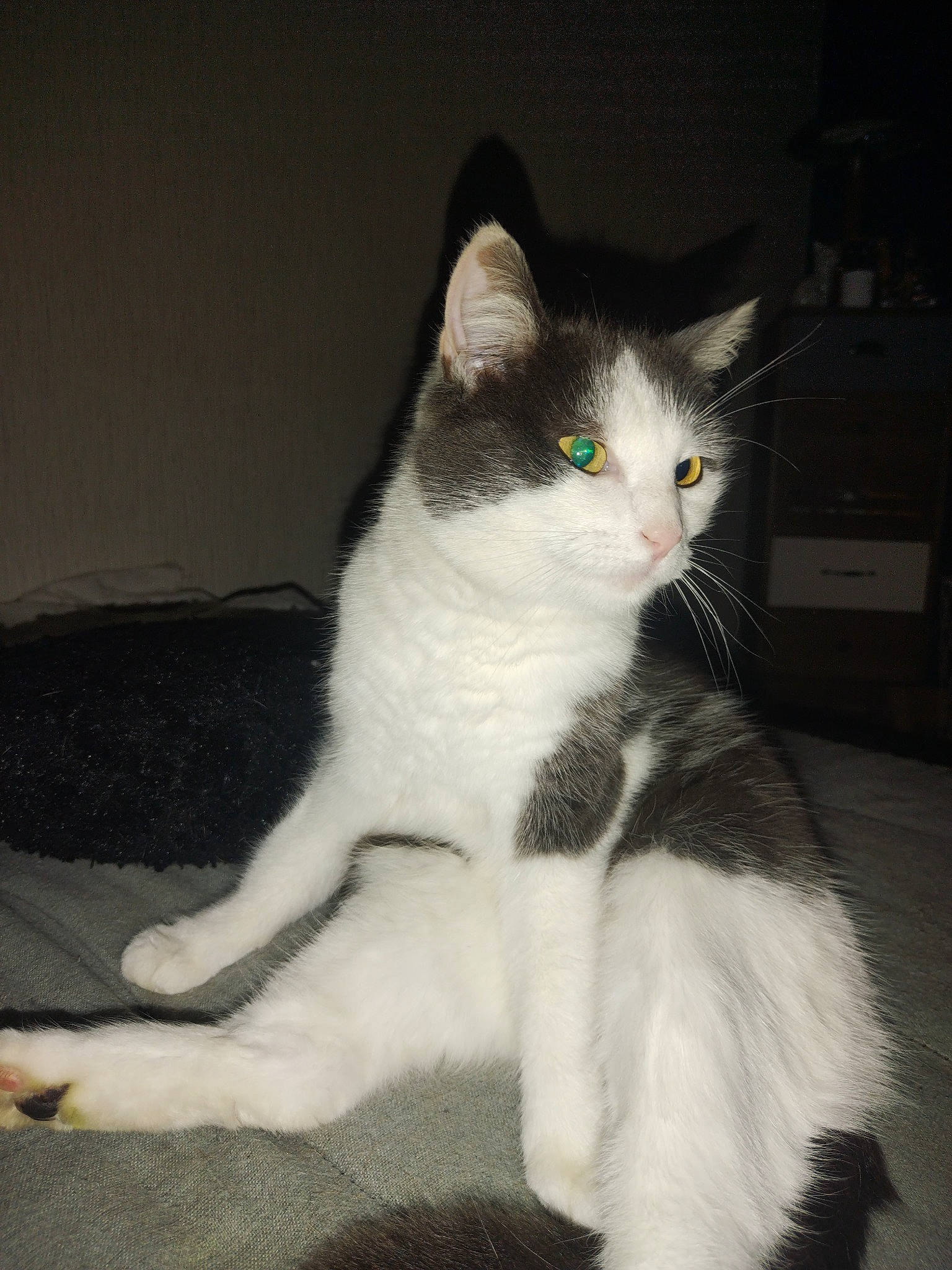 Câline a rejoint le concours — aidez-le/la à gagner de superbes lots ! carnivore, cat, domestic_short_haired_cat, felidae, flooring, foot, fur, monochrome_photography, paw, sitting, small_to_medium_sized_cats, snout, tail, whiskers, window