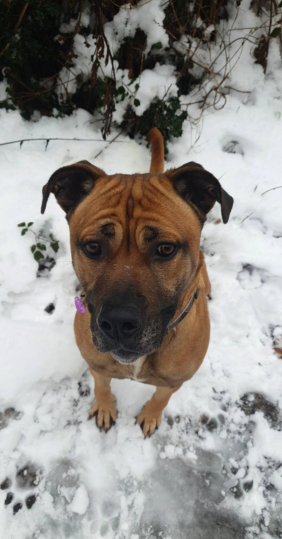 Mia a rejoint le concours — aidez-le/la à gagner de superbes lots ! canidae, carnivore, collar, companion_dog, dog, dog_breed, dog_collar, dog_supply, fawn, freezing, guard_dog, plant, snout, snow, sporting_group, tree, whiskers, winter, working_animal, working_dog