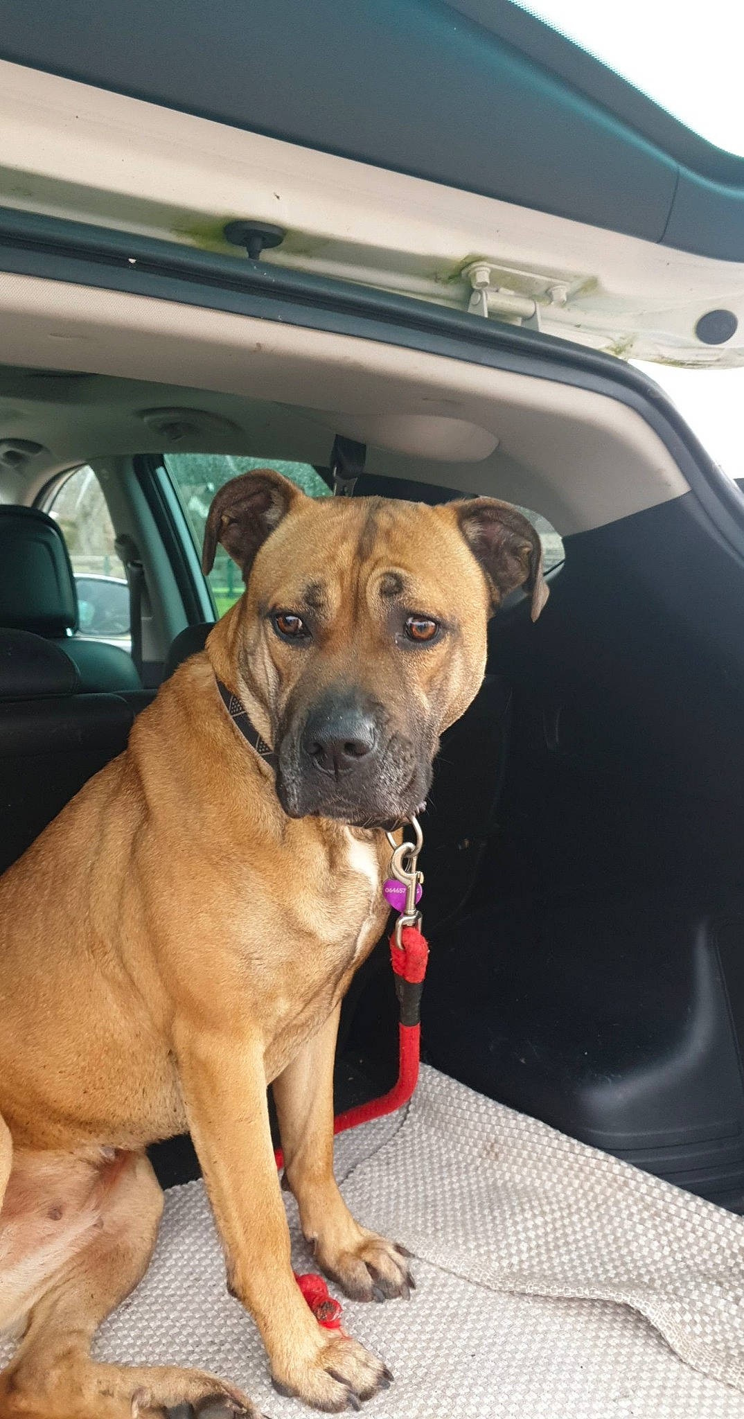 Mia participe au concours pour gagner de l'argent avec cette photo : ancient_dog_breeds, canidae, car, carnivore, collar, companion_dog, dog, dog_breed, dog_collar, door, fawn, guard_dog, non_sporting_group, plott_hound, sporting_group, vehicle_door, windshield, working_animal, working_dog, wrinkle