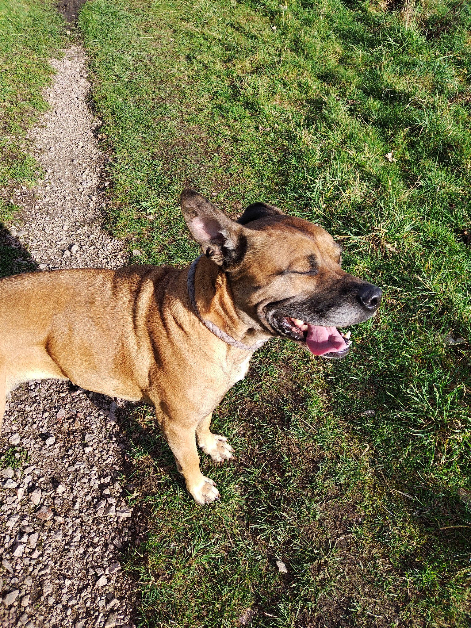 Mia participe au concours pour gagner de l'argent avec cette photo : biting, canidae, carnivore, collar, companion_dog, dog, dog_breed, dog_collar, dog_supply, fawn, grass, leash, plant, snout, sporting_group, tail, terrestrial_animal, working_animal, working_dog, wrinkle