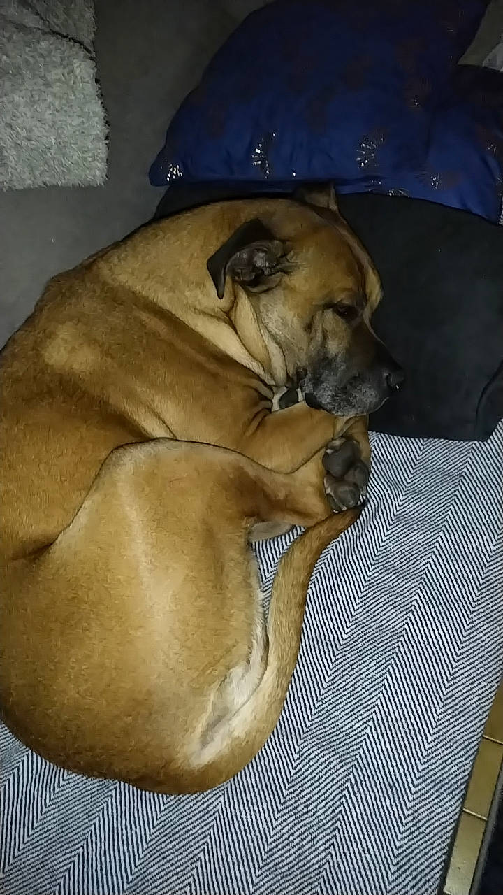 Mia participe au concours pour gagner de l'argent avec cette photo : canidae, carnivore, comfort, companion_dog, dog, dog_breed, dog_supply, fawn, fur, linens, liver, nap, paw, sleep, snout, sporting_group, terrestrial_animal, toy_dog, whiskers, working_animal