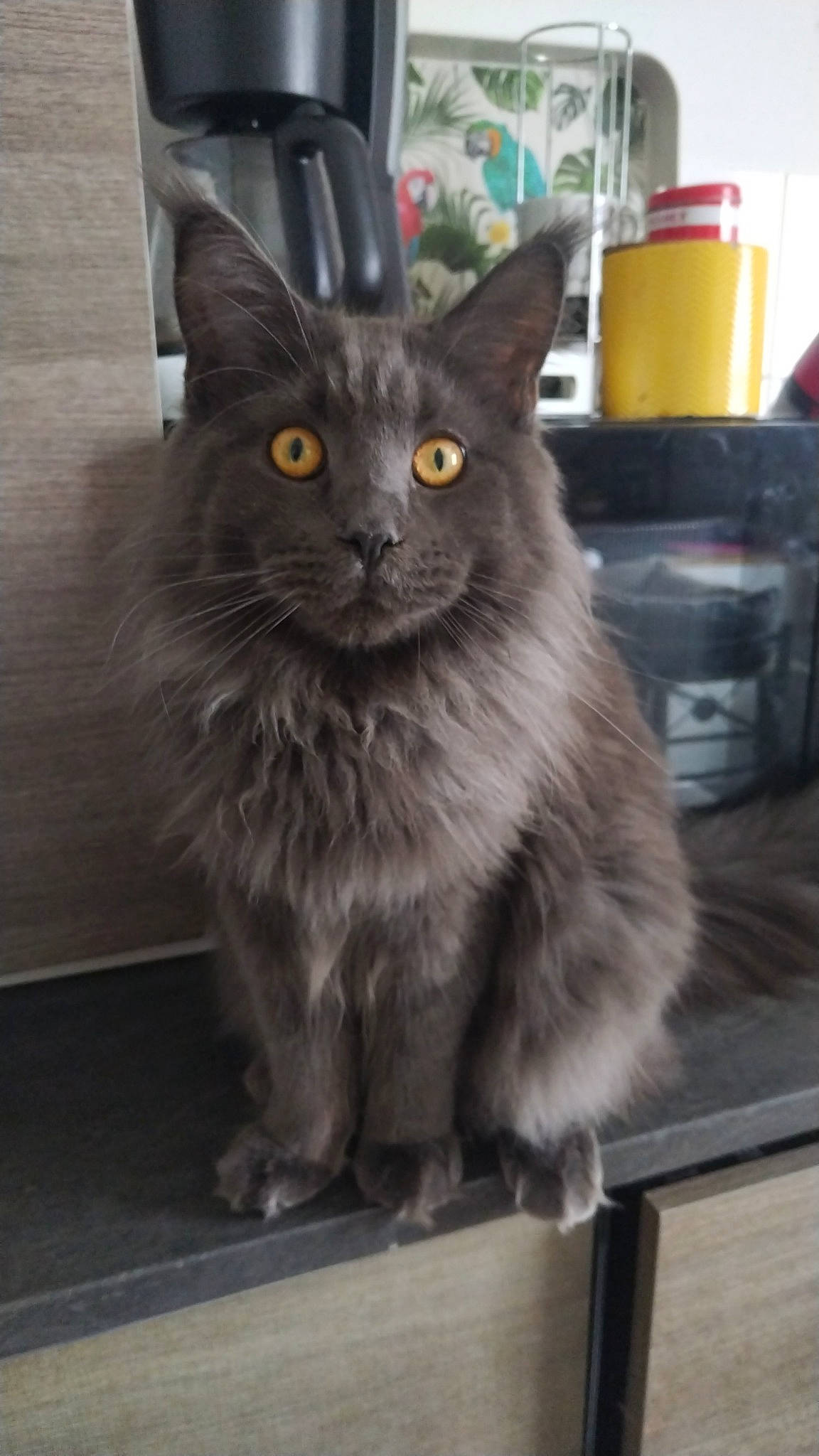 Ulysses a rejoint le concours — aidez-le/la à gagner de superbes lots ! black_cat, box, british_longhair, carnivore, cat, claw, domestic_short_haired_cat, felidae, fur, grey, iris, maine_coon, monochrome_photography, paw, small_to_medium_sized_cats, snout, tail, whiskers, window