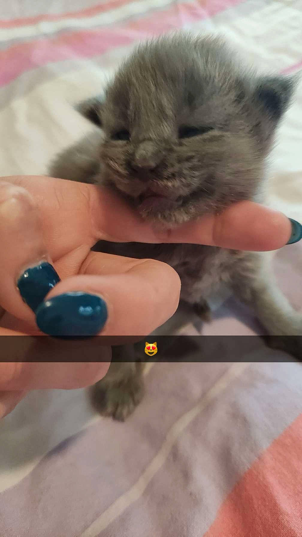 Ulysses participe au concours pour gagner de l'argent avec cette photo : british_longhair, carnivore, cat, claw, comfort, domestic_short_haired_cat, fawn, felidae, finger, flooring, fur, gesture, nail, paw, small_to_medium_sized_cats, thumb, whiskers