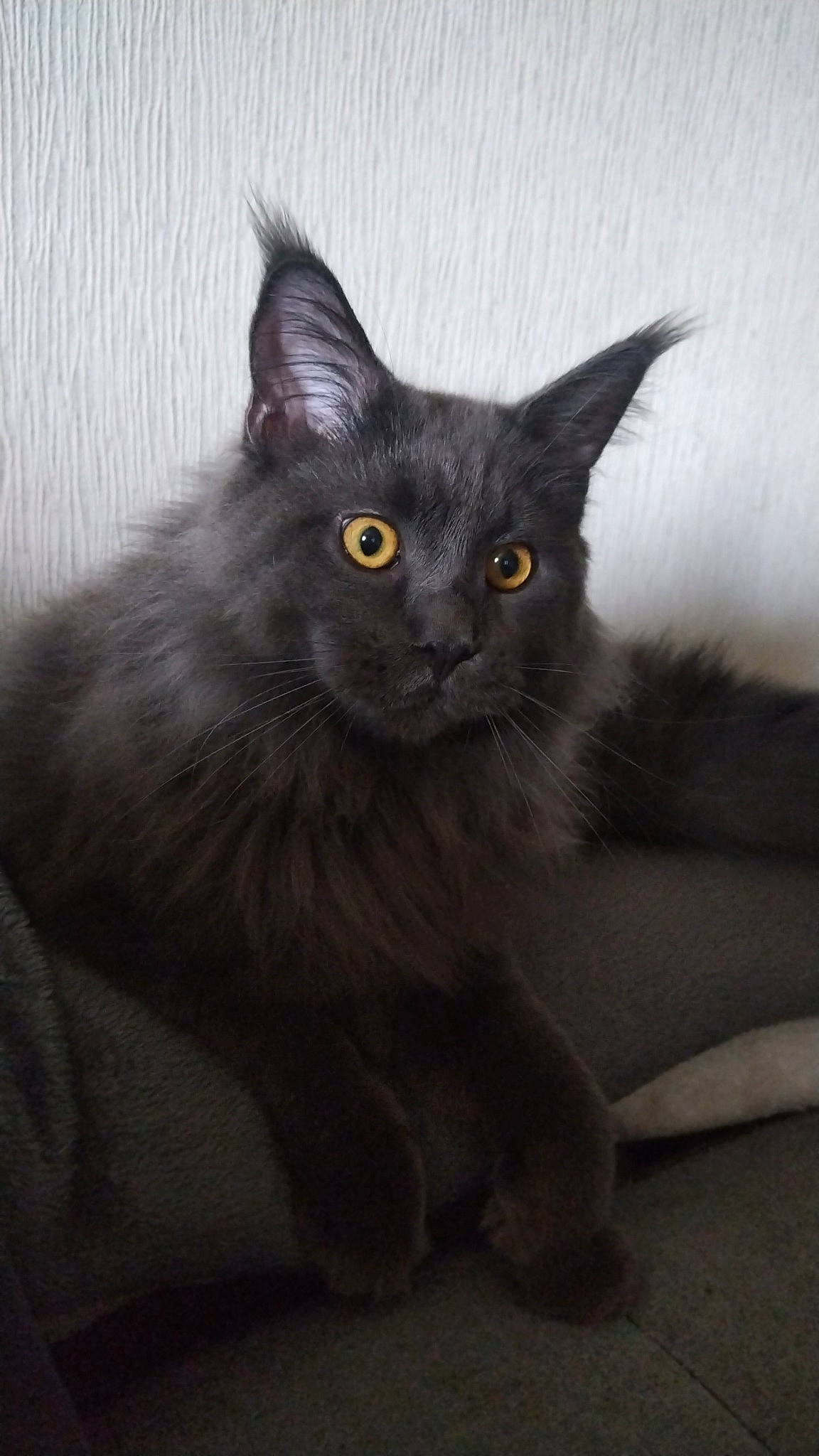 Ulysses a rejoint le concours — aidez-le/la à gagner de superbes lots ! black_cat, bombay, carnivore, cat, claw, domestic_short_haired_cat, eye, felidae, fur, grey, iris, small_to_medium_sized_cats, snout, terrestrial_animal, whiskers, window