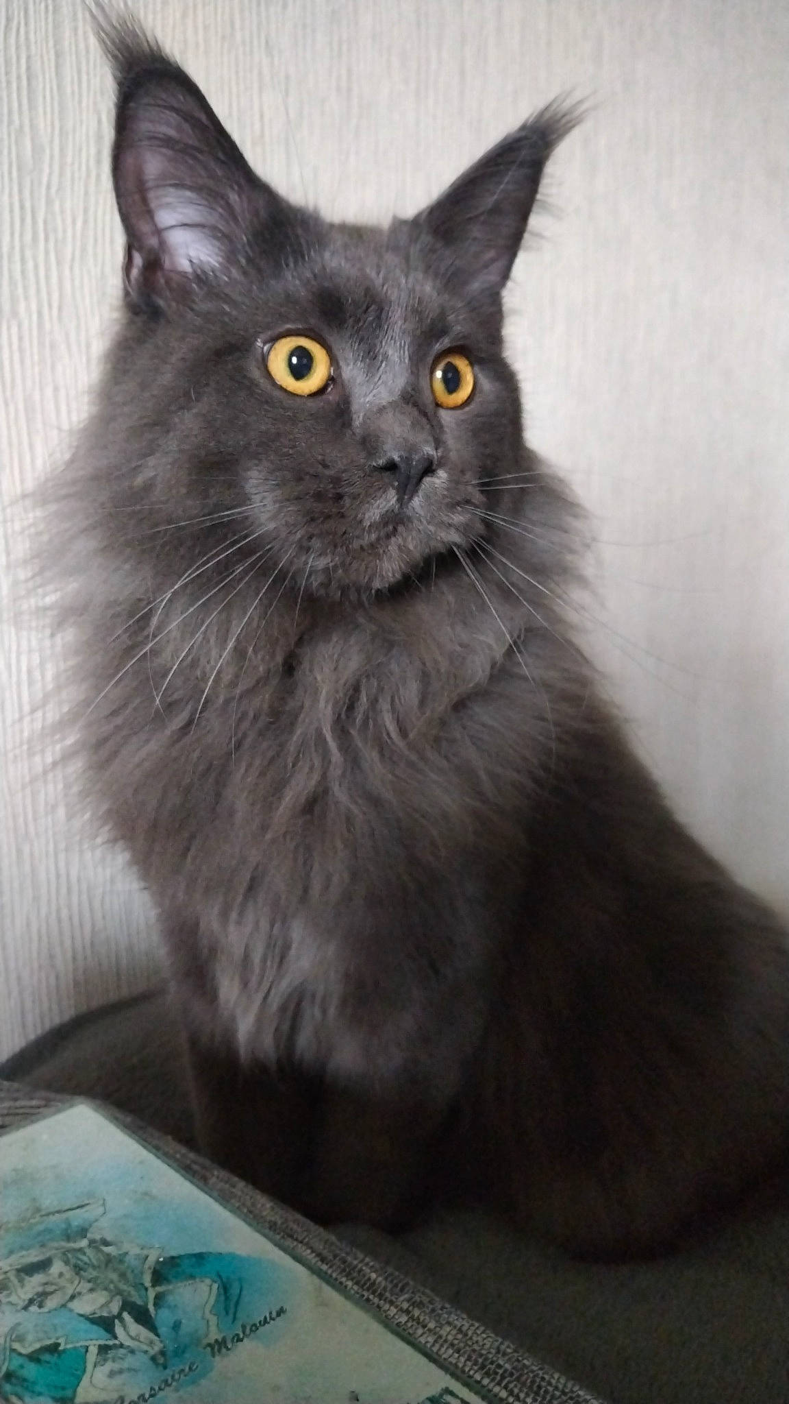 Ulysses participe au concours pour gagner de l'argent avec cette photo : black_cat, british_longhair, carnivore, cat, claw, domestic_short_haired_cat, felidae, fur, grey, monochrome_photography, small_to_medium_sized_cats, snout, terrestrial_animal, whiskers