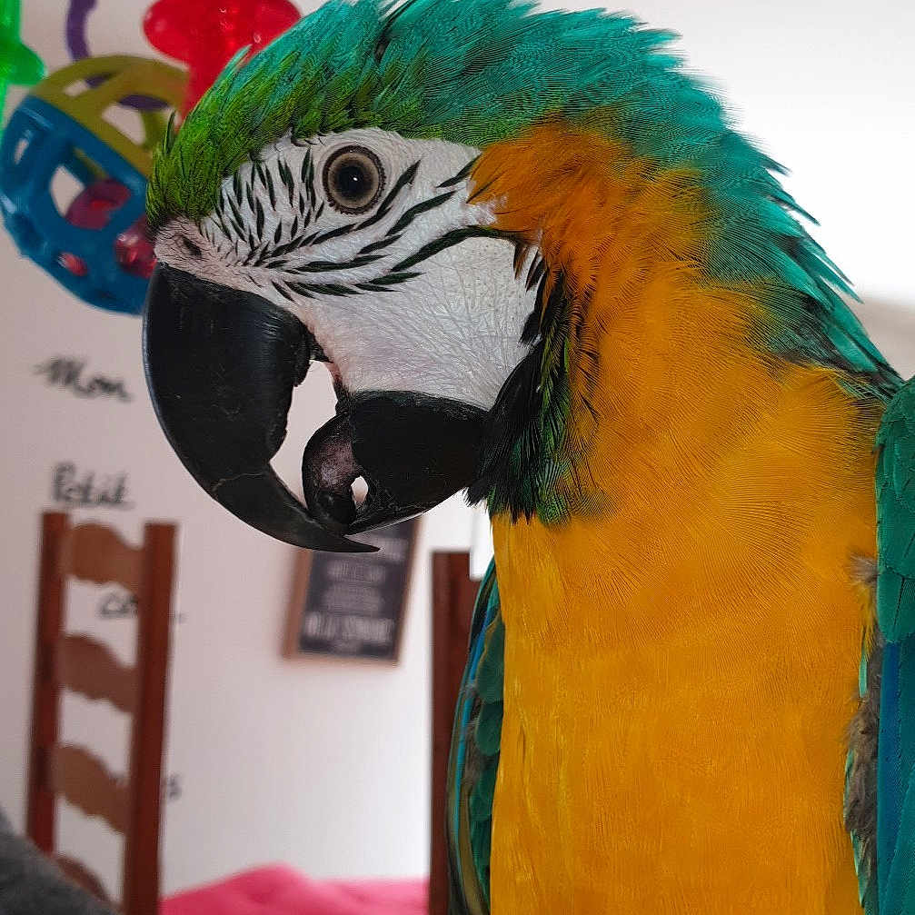 Maya