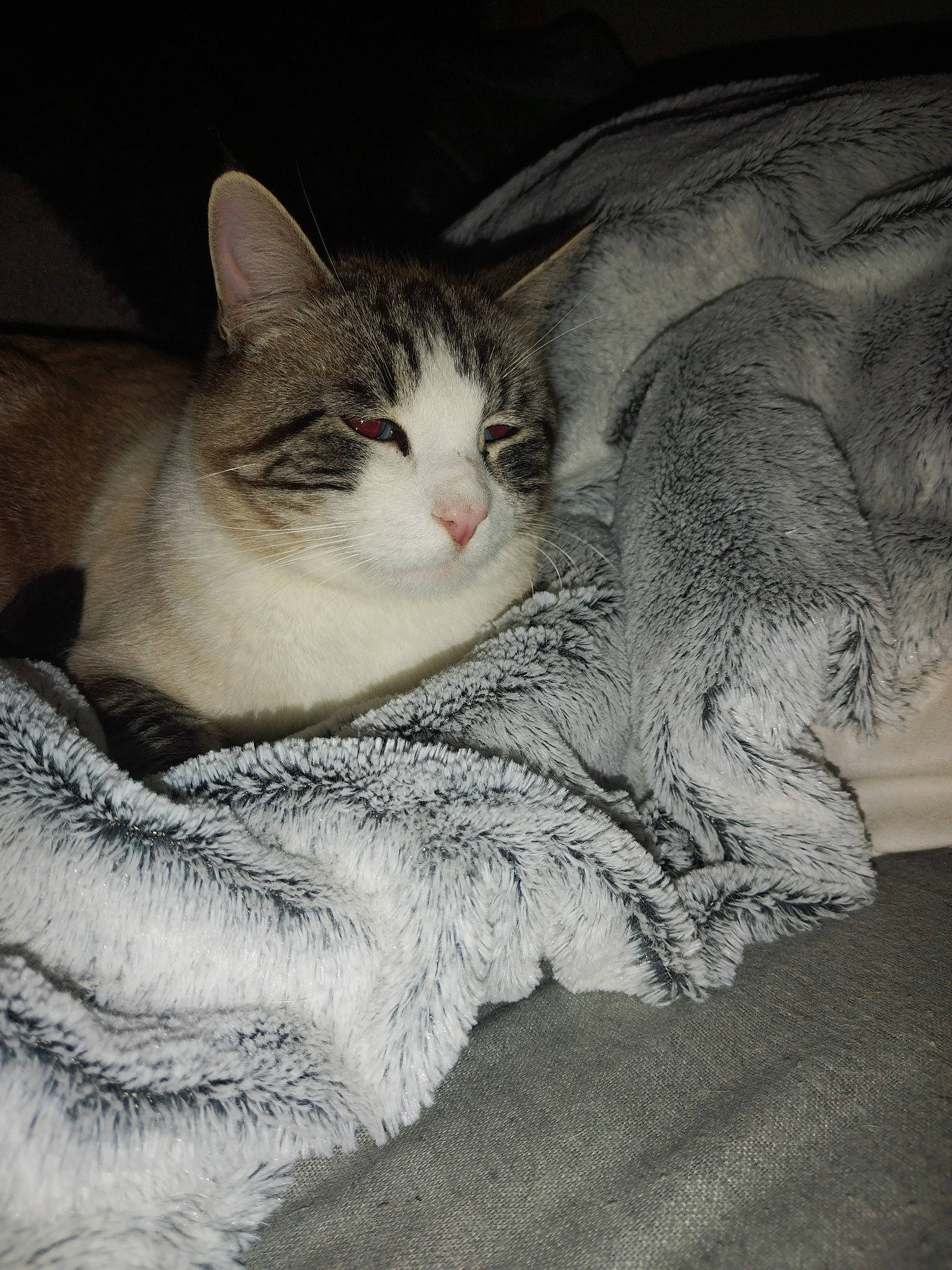 Rafale a rejoint le concours — aidez-le/la à gagner de superbes lots ! carnivore, cat, claw, comfort, domestic_short_haired_cat, ear, eye, felidae, fur, grey, monochrome, monochrome_photography, paw, photo_caption, small_to_medium_sized_cats, snout, tail, tree, whiskers, wood