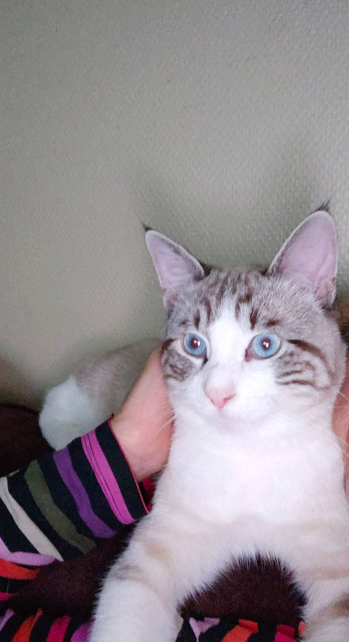 Rafale a rejoint le concours — aidez-le/la à gagner de superbes lots ! carnivore, cat, comfort, domestic_short_haired_cat, door, ear, eye, fawn, felidae, foot, fur, gesture, iris, paw, small_to_medium_sized_cats, tail, tree, whiskers, window, wood