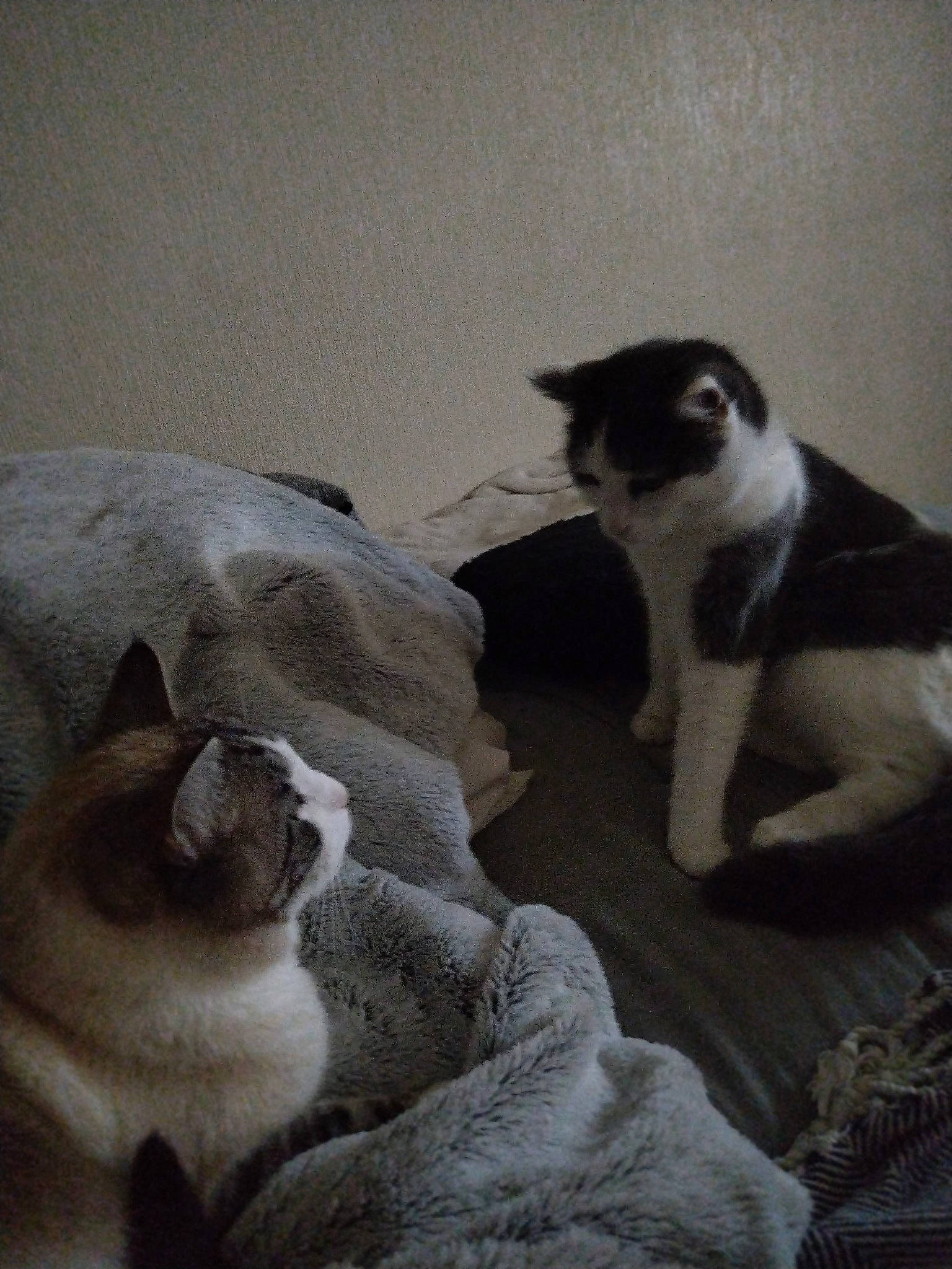 Rafale participe au concours pour gagner de l'argent avec cette photo : canidae, carnivore, cat, comfort, companion_dog, dog_breed, domestic_short_haired_cat, fawn, felidae, fur, grey, linens, mammal, paw, small_to_medium_sized_cats, snout, tail, whiskers, window, wood