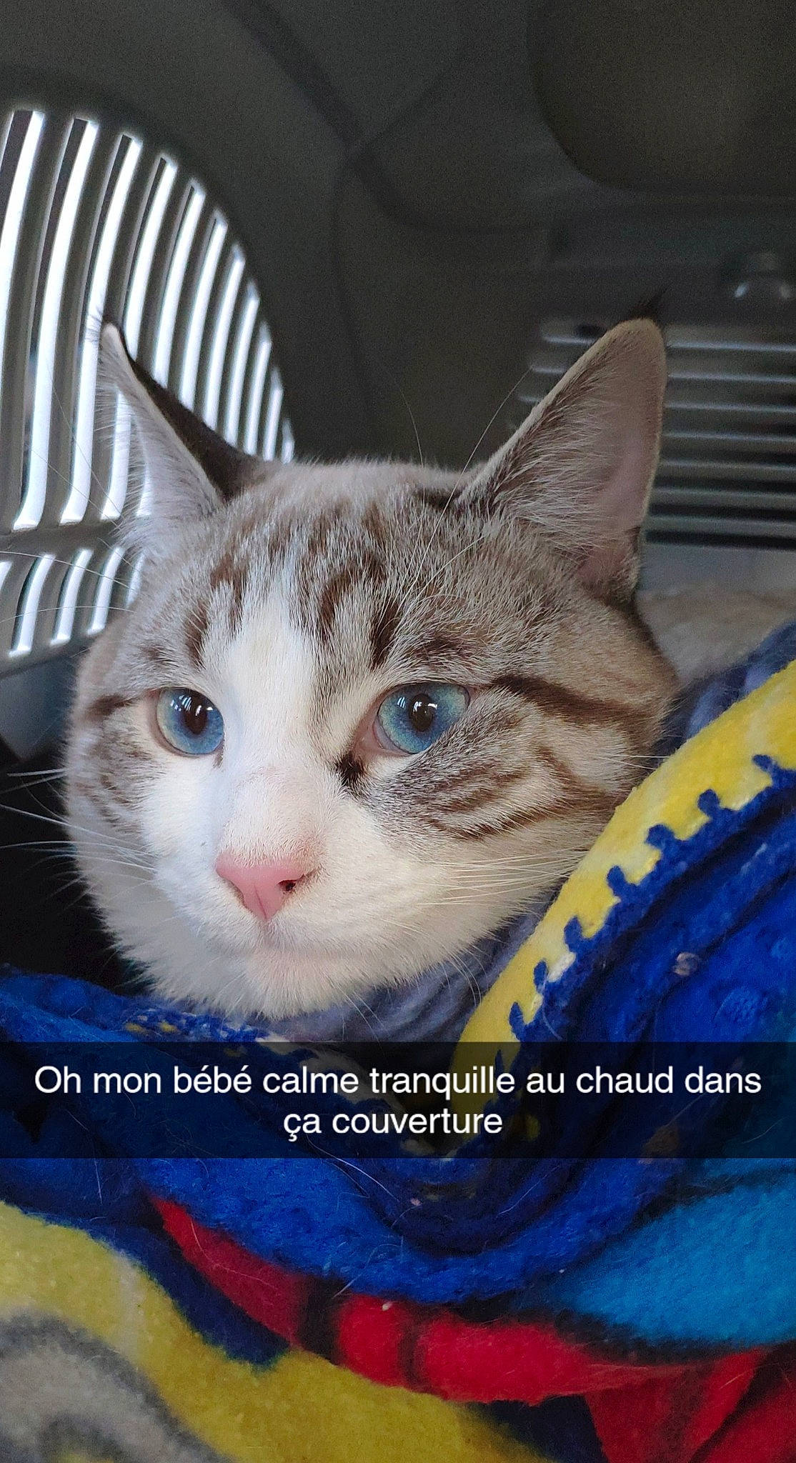 Rafale a rejoint le concours — aidez-le/la à gagner de superbes lots ! art, carnivore, cat, domestic_short_haired_cat, felidae, fur, paw, photo_caption, small_to_medium_sized_cats, snout, whiskers, window