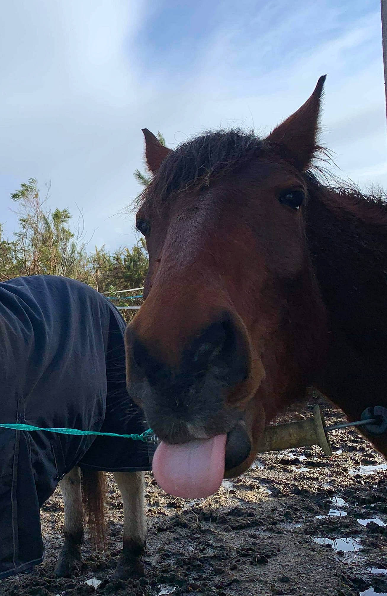 Doumingo a rejoint le concours — aidez-le/la à gagner de superbes lots ! horse, horse_supplies, landscape, livestock, mammal, mane, mare, mustang_horse, nose, pack_animal, pony, sky, snout, stallion