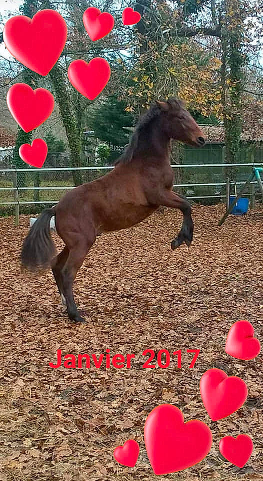 Doumingo a rejoint le concours — aidez-le/la à gagner de superbes lots ! colt, foal, horse, liver, livestock, mammal, mane, mare, mustang_horse, organism, plant, pony, shetland_pony, stallion, vertebrate