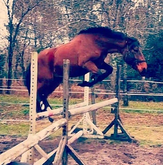 Doumingo participe au concours pour gagner de l'argent avec cette photo : bridle, colt, dressage, farrier, horse, horse_grooming, horse_supplies, horse_trainer, jumping, liver, livestock, mammal, mane, mare, mustang_horse, riding_instructor, show_jumping, sorrel, stallion