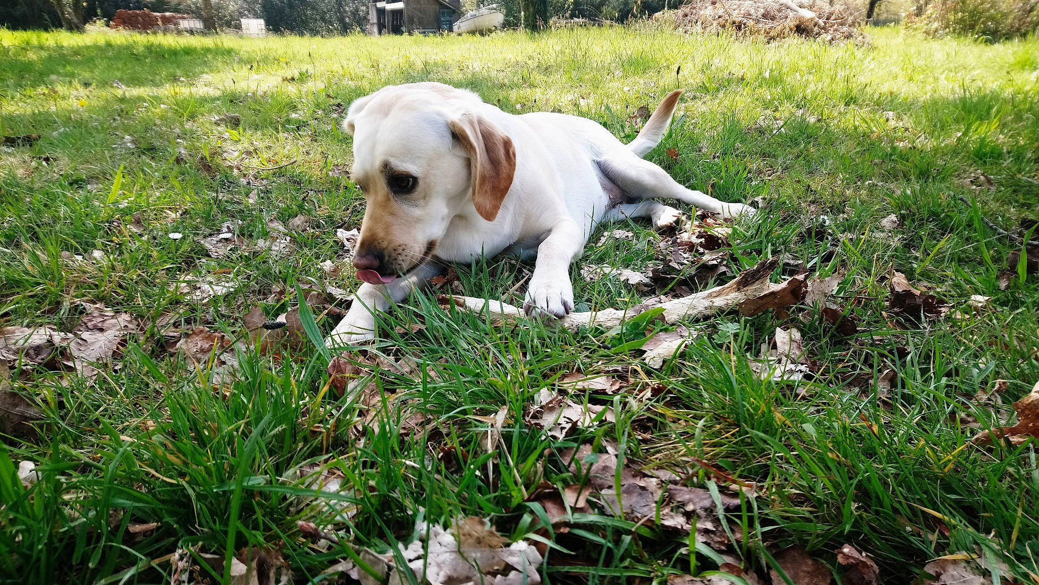 Maïka participe au concours pour gagner de l'argent avec cette photo : ariege_pointer, beagle, canidae, carnivore, companion_dog, dog, dog_breed, grass, hunting_dog, istrian_coarse_haired_hound, labrador_retriever, mammal, puppy, retriever, sporting_group, vertebrate