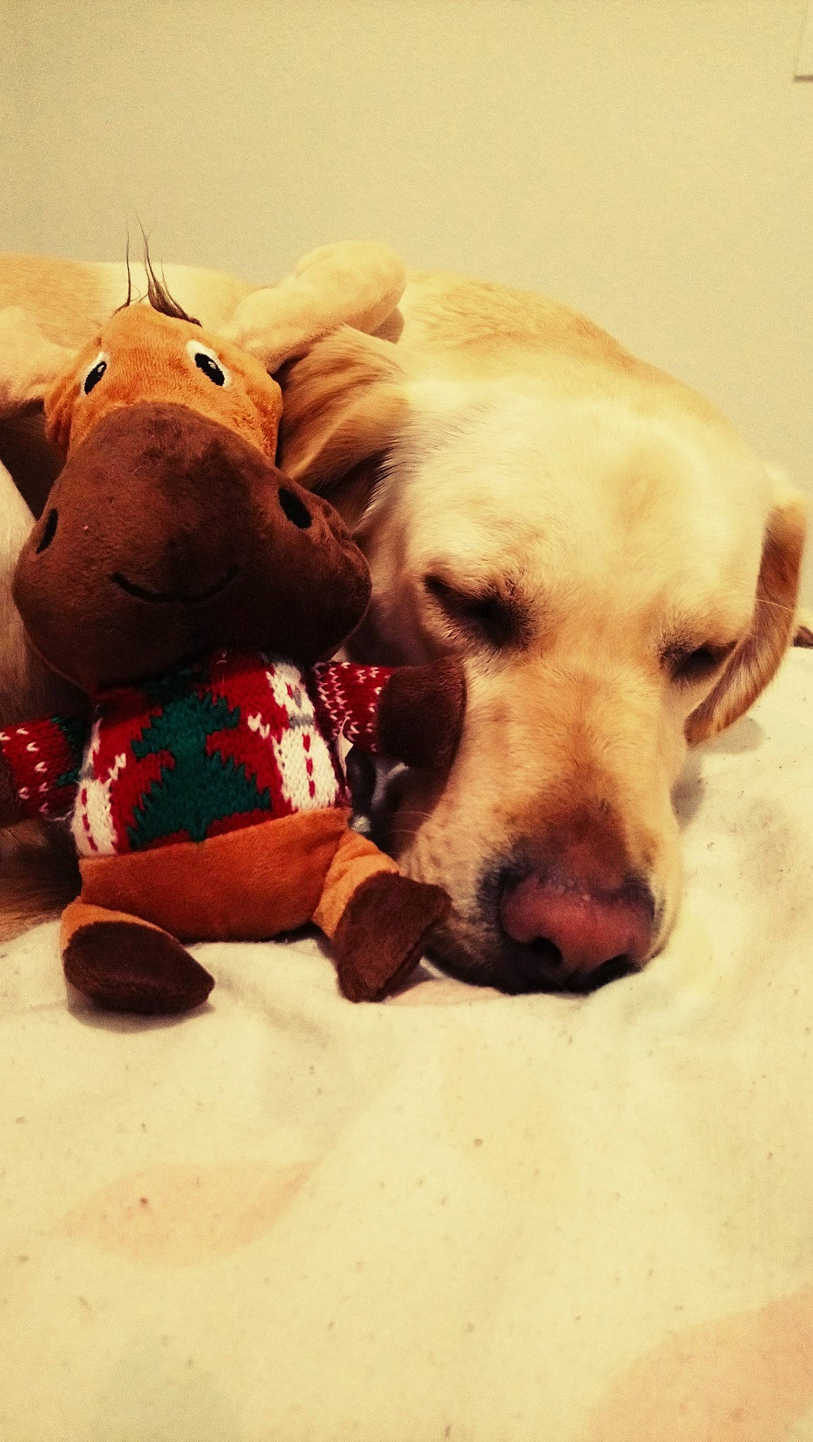 Maïka participe au concours pour gagner de l'argent avec cette photo : canidae, carnivore, companion_dog, dog, dog_breed, dog_toy, golden_retriever, labrador_retriever, nose, pit_bull, puppy, puppy_love, retriever, snout, sporting_group