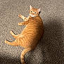 cat, orange_tabby, carpet, indoor, pet, feline, animal, relaxed, fur, whiskers, tail, curious, looking_back, laying_down, cozy, shadow, texture, domestic_cat, cute, eyes