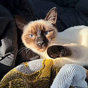 Toasty joined the competition — help win amazing prizes! cat, siamese_cat, blue_eyes, paw, fur, blanket, texture, sunlight, indoor, cozy, relaxed, close_up, pet, animal, whiskers, black_nose, resting, soft, warm_light, comfort