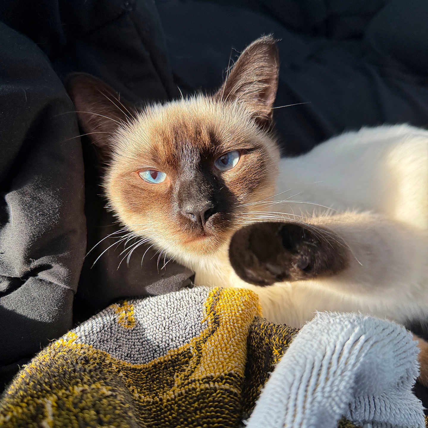 Toasty joined the competition — help win amazing prizes! cat, siamese_cat, blue_eyes, paw, fur, blanket, texture, sunlight, indoor, cozy, relaxed, close_up, pet, animal, whiskers, black_nose, resting, soft, warm_light, comfort