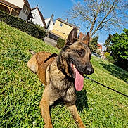 Urus a rejoint le concours — aidez-le/la à gagner de superbes lots ! dog, german_shepherd, grass, greenery, sunny_day, blue_sky, clouds, tree, house, residential_area, pet, canine, outdoor, leash, tongue_out, happy, panting, animal, nature, summer
