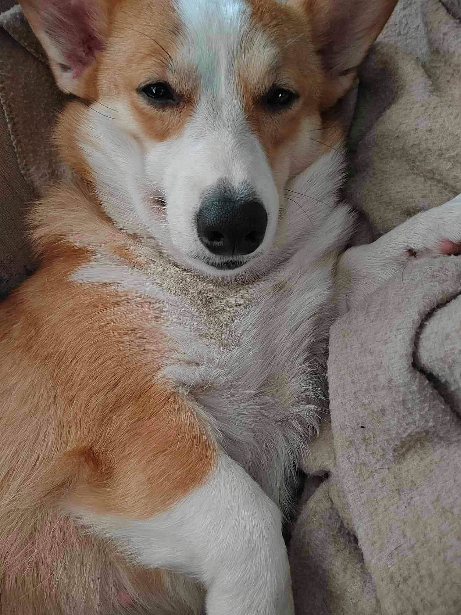 Dolly is registered to the contest to win money with this photo: ancient_dog_breeds, canidae, carnivore, comfort, companion_dog, dog, dog_breed, fawn, fur, non_sporting_group, paw, puppy, snout, sporting_group, terrestrial_animal, whiskers, working_animal, working_dog