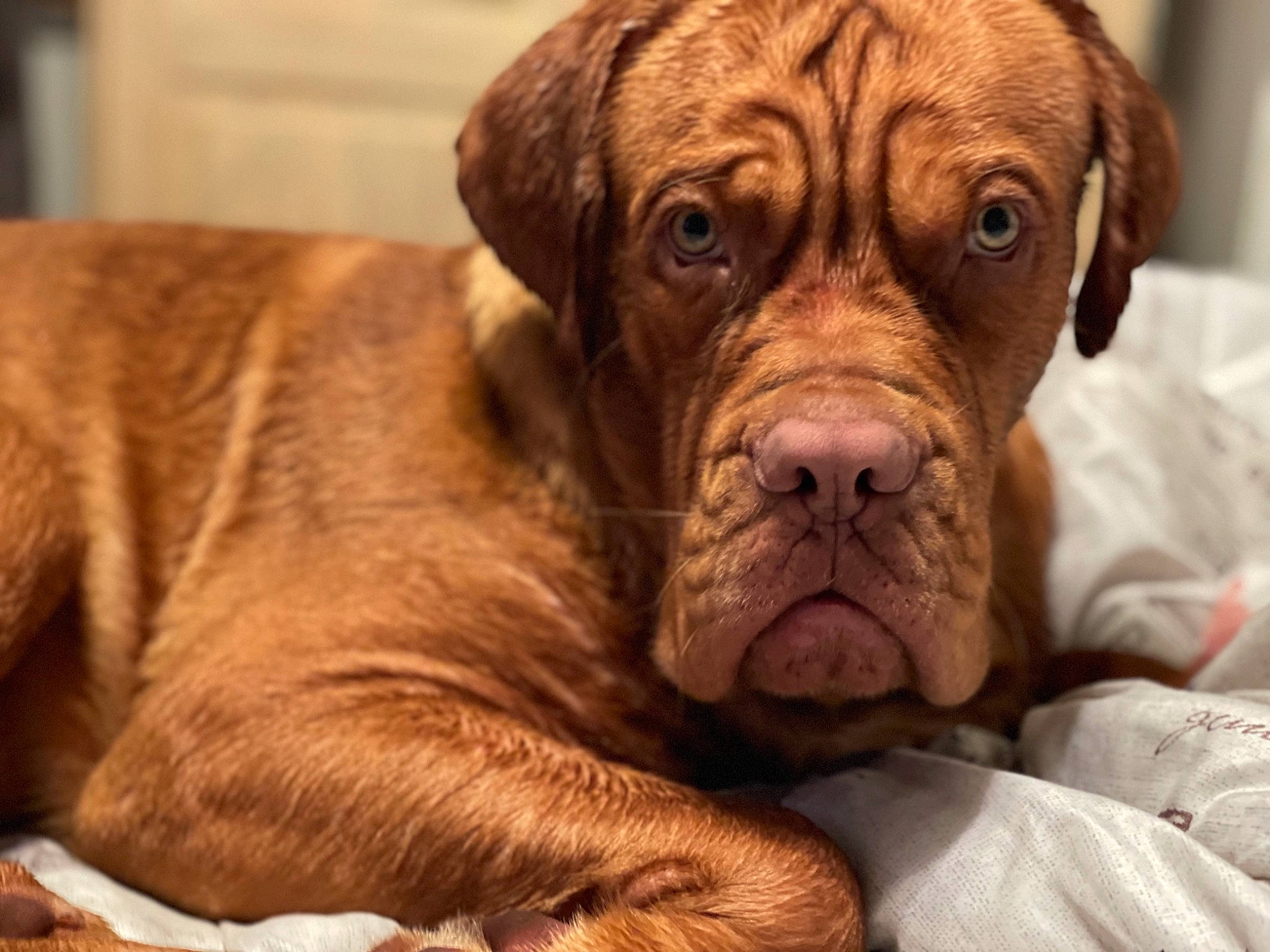 Hudson joined the competition — help win amazing prizes! ancient_dog_breeds, canidae, carnivore, comfort, companion_dog, dog, dog_breed, fawn, fur, hunting_dog, liver, molosser, non_sporting_group, snout, sporting_group, terrestrial_animal, whiskers, working_animal, working_dog, wrinkle