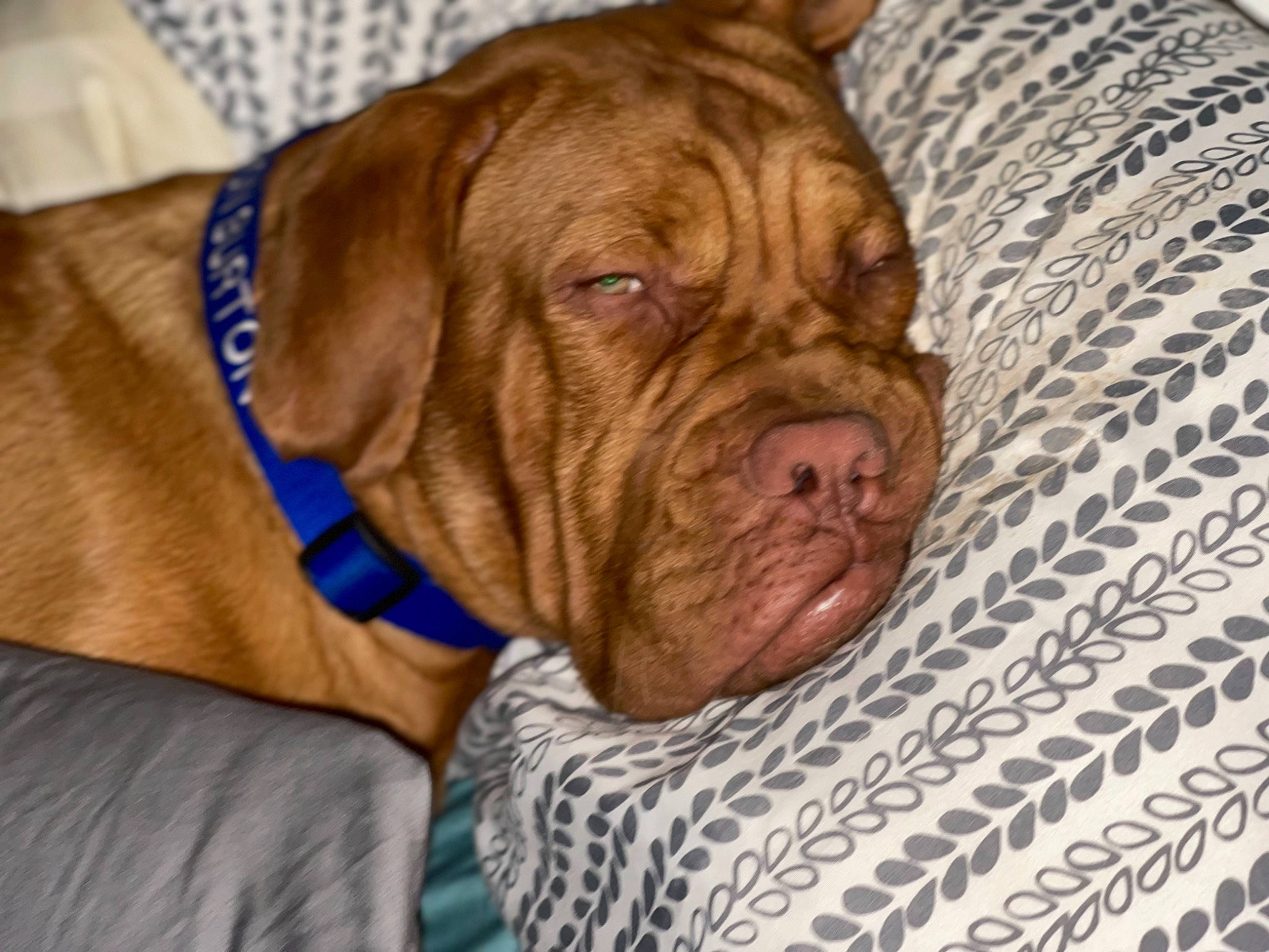 Hudson is registered to the contest to win money with this photo: canidae, carnivore, collar, comfort, companion_dog, dog, dog_breed, dog_collar, dog_supply, fawn, fur, guard_dog, liver, molosser, shar_pei, snout, sporting_group, working_animal, working_dog, wrinkle