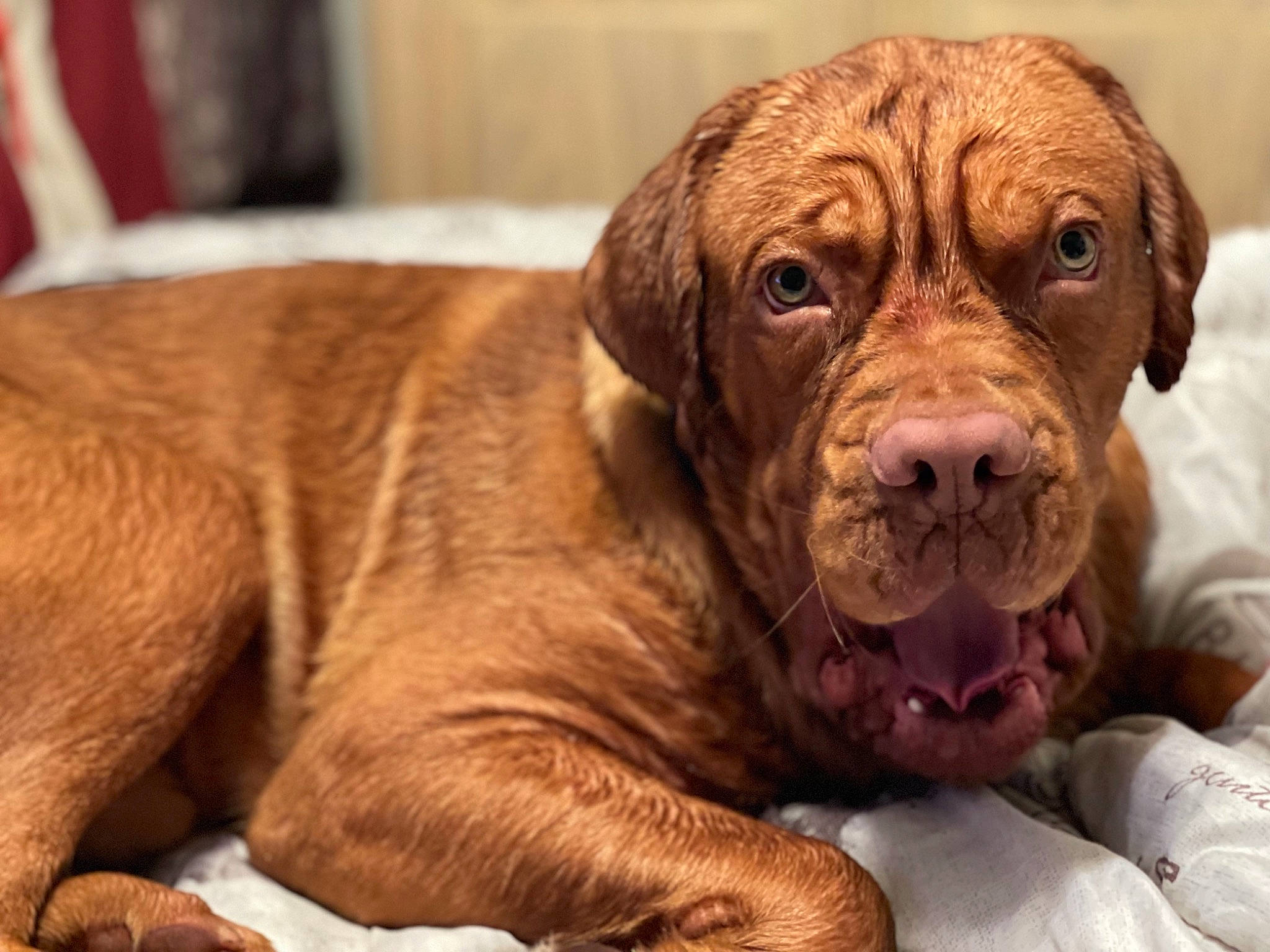 Hudson is registered to the contest to win money with this photo: canidae, carnivore, companion_dog, dog, dog_breed, dog_collar, fawn, fur, gun_dog, hunting_dog, liver, molosser, non_sporting_group, snout, sporting_group, terrestrial_animal, whiskers, working_animal, working_dog, wrinkle