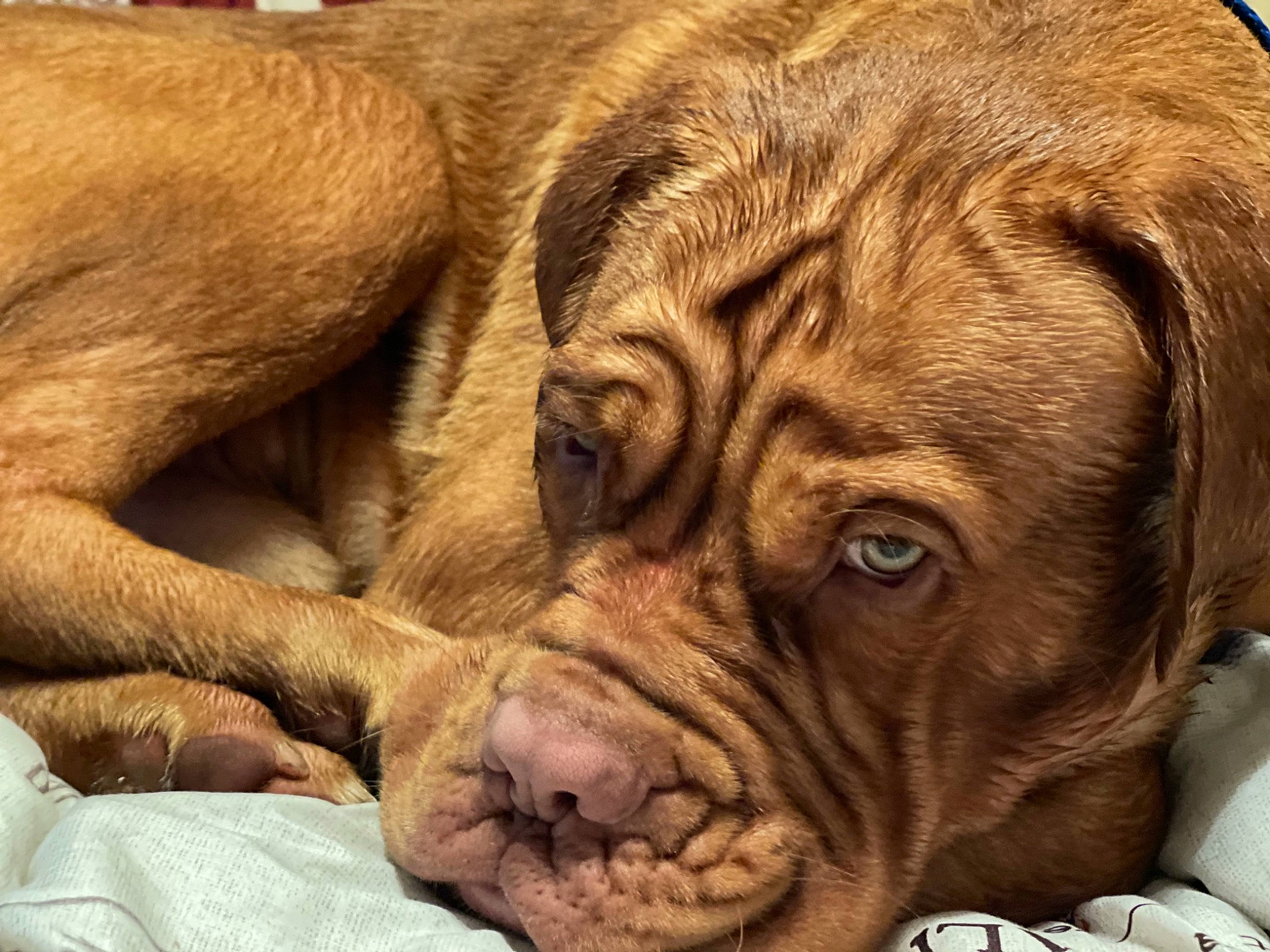 Hudson is registered to the contest to win money with this photo: canidae, carnivore, close_up, comfort, companion_dog, dog, dog_breed, fawn, felidae, fur, giant_dog_breed, liver, molosser, shar_pei, snout, sporting_group, terrestrial_animal, whiskers, wildlife, wrinkle