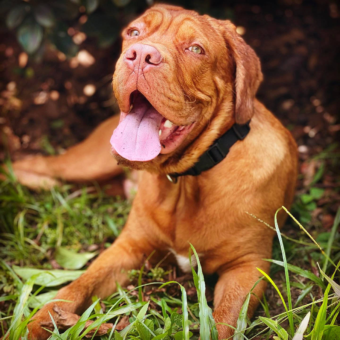 Hudson joined the competition — help win amazing prizes! canidae, carnivore, collar, companion_dog, dog, dog_breed, dog_collar, fawn, flower, grass, liver, molosser, ori_pei, peach, plant, sporting_group, terrestrial_animal, working_animal, working_dog, wrinkle