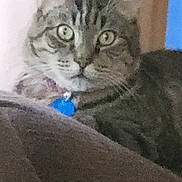 Tigger joined the competition — help win amazing prizes! cat, tabby_cat, pet, indoor, close_up, collar, blue_tag, feline, resting, fur, whiskers, ears, green_eyes, looking, blur, grainy, soft_surface, domestic_animal, animal, portrait